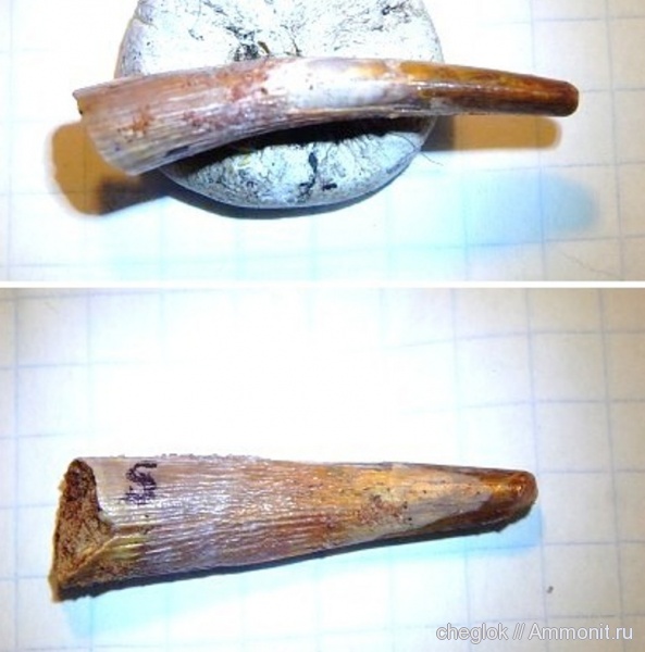 рептилии, мел, птерозавры, Марокко, зубы рептилий, Cretaceous