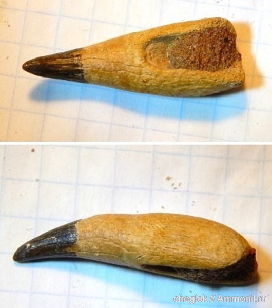 ихтиозавры, мезозой, зубы рептилий