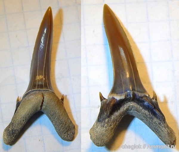 Казахстан, зубы акул, Мангышлак, бартон, Mennerotodus, shark teeth