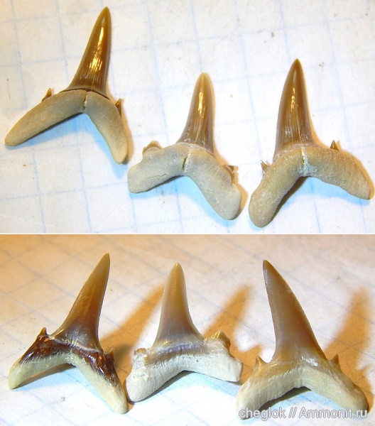 Казахстан, зубы акул, Мангышлак, Turania, shark teeth