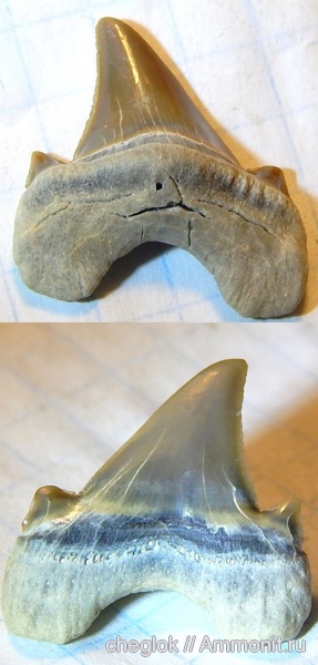 Казахстан, зубы акул, Мангышлак, Parotodus, shark teeth