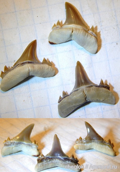 Казахстан, зубы акул, Мангышлак, Jaekelotodus, shark teeth