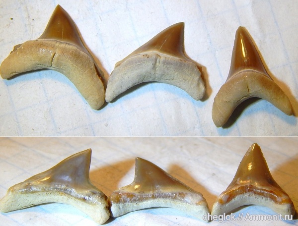 Казахстан, зубы акул, Мангышлак, Alopias, shark teeth