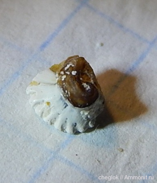 карбон, Цемгигант, зубы акул, зубы рыб, Deltodus circinans, fish teeth, shark teeth