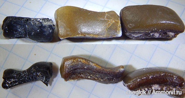 карбон, Цемгигант, Пески, Lagarodus, зубы акул, зубы рыб, Psammodontiformes, Lagarodus specularis, fish teeth, shark teeth