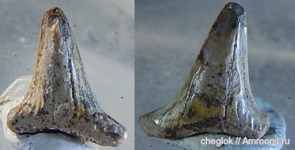 мел, сеноман, зубы акул, Варавино, Hybodontidae, Meristodonoides, Cenomanian, Cretaceous, shark teeth