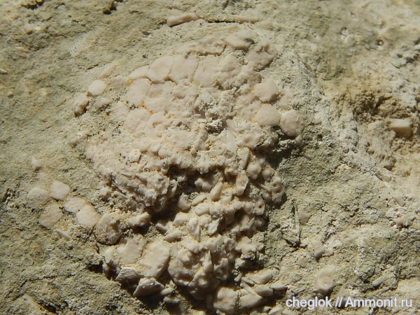 морские ежи, иглокожие, карбон, Цемгигант