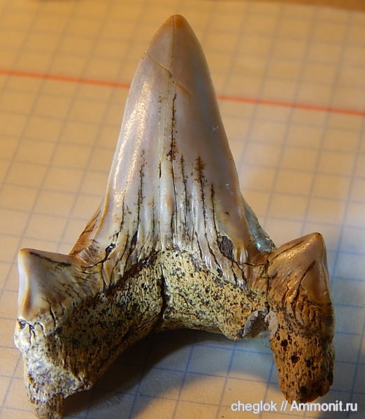 мел, акулы, сеноман, зубы акул, Cretodus, Шацк, Cenomanian, Cretaceous, shark teeth, sharks