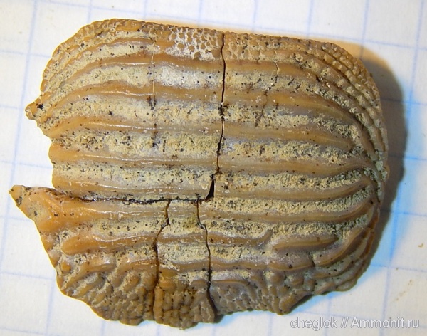 мел, сеноман, зубы акул, зубы рыб, Шацк, Ptychodus polygyrus, Cenomanian, Cretaceous, fish teeth, shark teeth