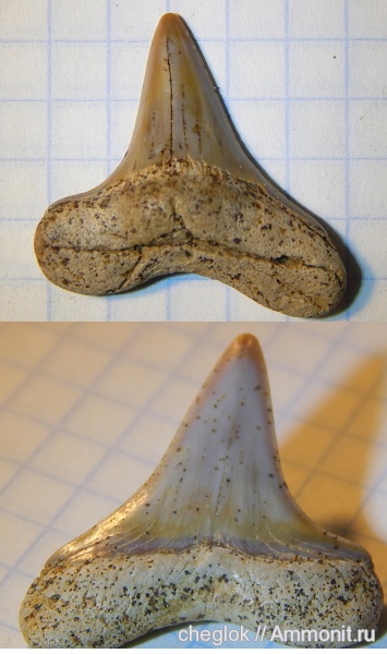 мел, сеноман, зубы акул, Cretoxyrhina mantelli, Шацк, Cenomanian, Cretaceous, shark teeth