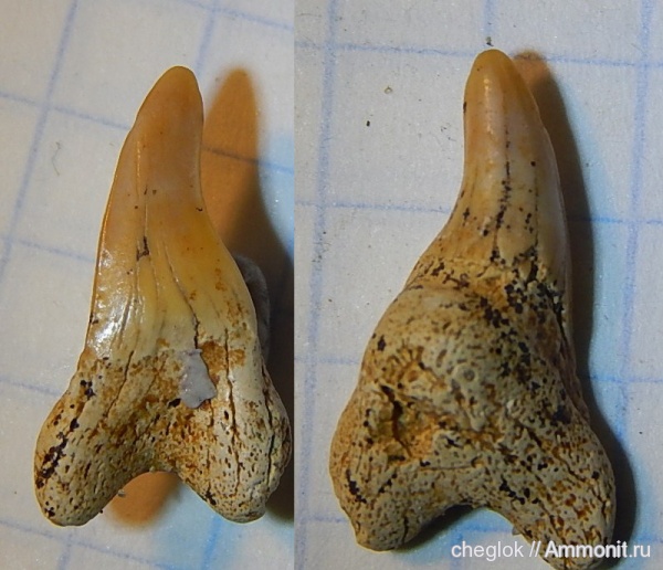 мел, сеноман, зубы акул, зубы рыб, Шацк, Cenomanian, Cretaceous, fish teeth, shark teeth