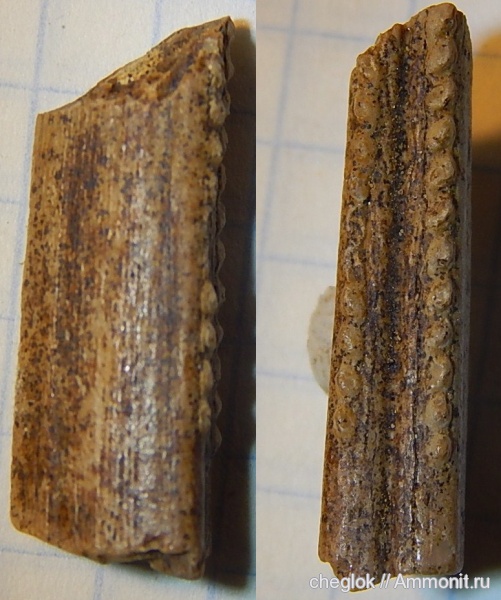 мел, рыбы, позвоночные, сеноман, ихтиодорулиты, Шацк, Cenomanian, Cretaceous, fish