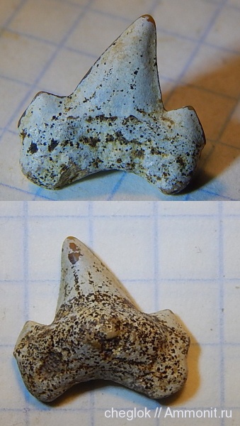 мел, сеноман, зубы акул, Cretoxyrhina, Шацк, Cenomanian, Cretaceous, shark teeth