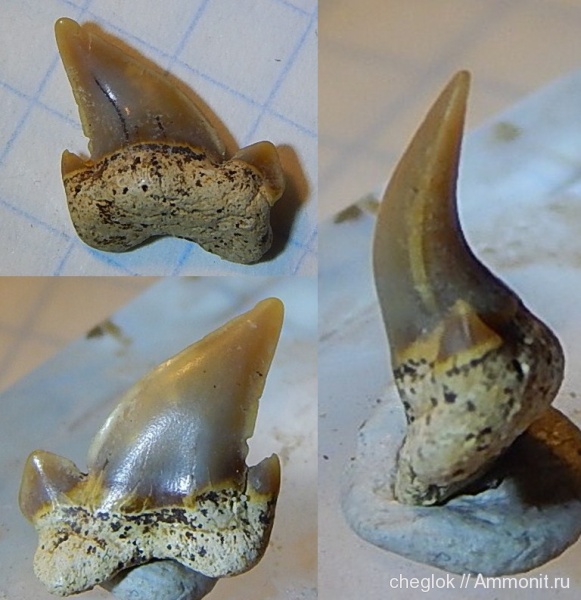 мел, сеноман, зубы акул, Шацк, Cenomanian, Cretaceous, shark teeth