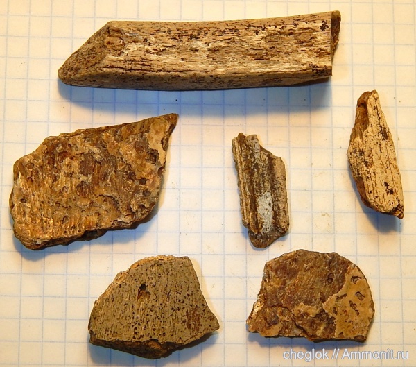 мел, водные рептилии, позвоночные, Шацк, Cretaceous