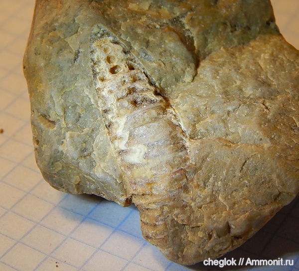 карбон, головоногие моллюски, Московская область