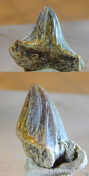 мел, сеноман, зубы акул, Polyacrodus, зубы рыб, Шацк, Cenomanian, Cretaceous, fish teeth, shark teeth