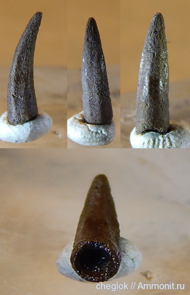 юра, зубы, позвоночные, Карамышевская набережная, Jurassic, teeth