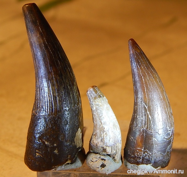 мел, плезиозавры, Казахстан, морские рептилии, зубы рептилий, сантон, Кублей, Santonian, Cretaceous