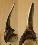 Крупный ламноид из Кублея -- Hispidaspis cf.horridus