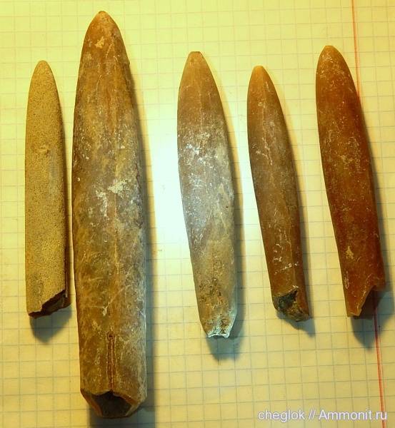 белемниты, мел, Казахстан, сантон, Actinocamax verus, Кублей, Belemnitella praecursor, Goniocamax lundgreni, Santonian, Cretaceous, belemnites