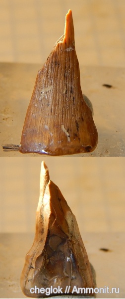 мел, водные рептилии, мозазавры, Казахстан, зубы рептилий, сантон, Кублей, Santonian, Cretaceous