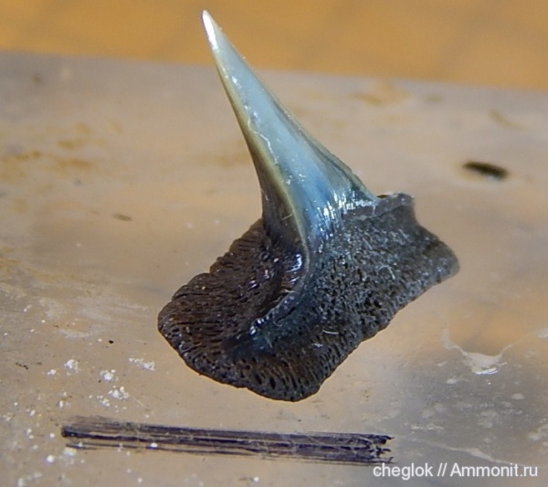 юра, рыбы, Sphenodus, зубы акул, Карамышевская набережная, Sphenodus stschurowskii, Jurassic, fish, shark teeth