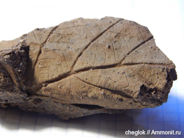 мел, Казахстан, турон, листья, Жаманшин, Turonian, Cretaceous