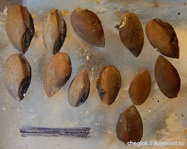 юра, Карамышевская набережная, отолиты, Otolithes, Jurassic, Palealbula, Palealbula moscoviensis