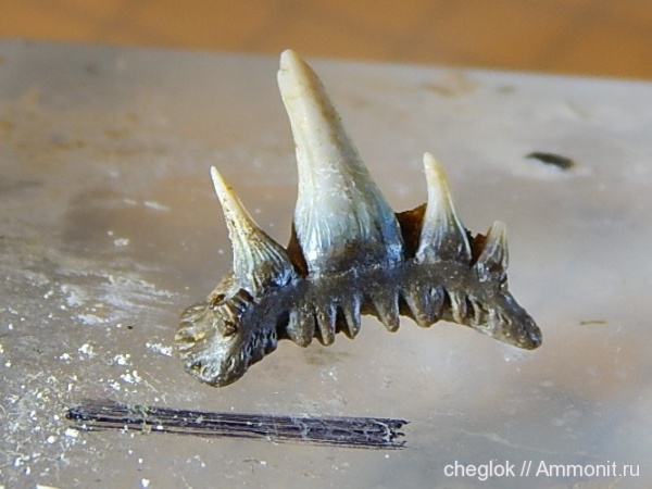 мел, акулы, Казахстан, зубы акул, Paraorthacodus, сантон, Тыкбутак, Santonian, Cretaceous, shark teeth, sharks
