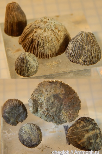 мел, кораллы, кишечнополостные, Казахстан, сантон, Кублей, Santonian, Cretaceous