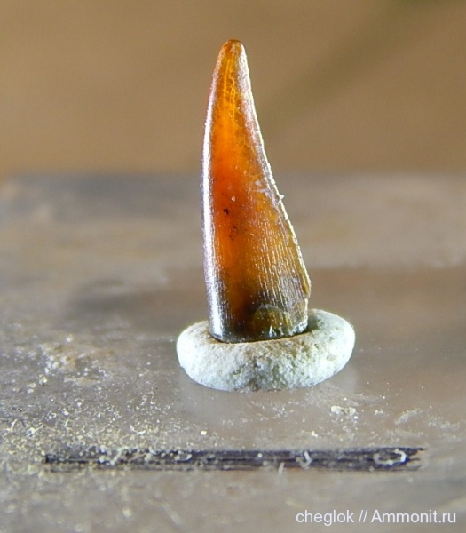 мел, Казахстан, сантон, зубы рыб, костные рыбы, Кублей, Santonian, Cretaceous, fish teeth