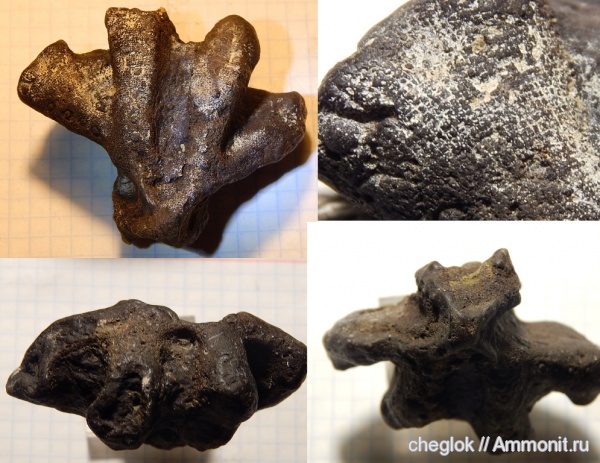 мел, губки, Казахстан, сантон, Кублей, Santonian, Cretaceous