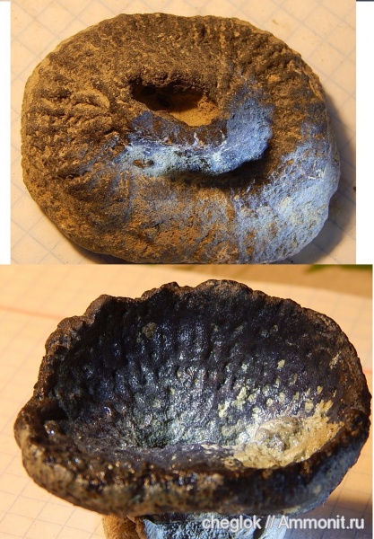 мел, губки, Казахстан, сантон, Santonian, Cretaceous