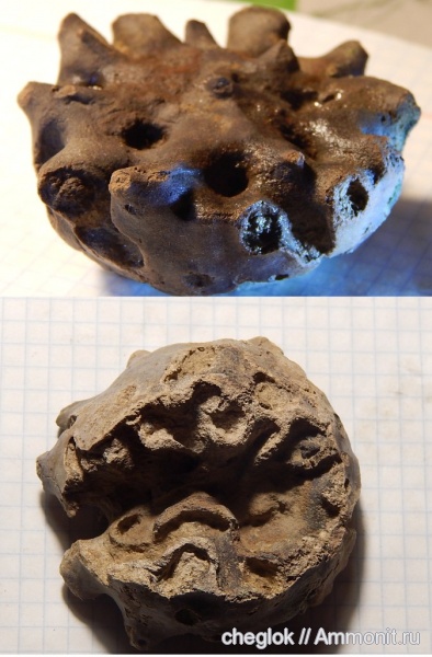 мел, губки, Казахстан, сантон, etheridgea goldfussi, Кублей, Santonian, Cretaceous