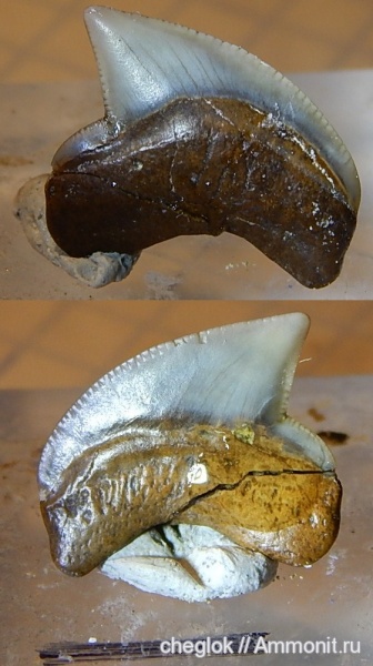 мел, Казахстан, зубы акул, сантон, Squalicorax kaupi, Кублей, Santonian, Cretaceous, shark teeth