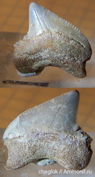 мел, Казахстан, зубы акул, сантон, Кублей, Squalicorax papulovi, Santonian, Cretaceous, shark teeth