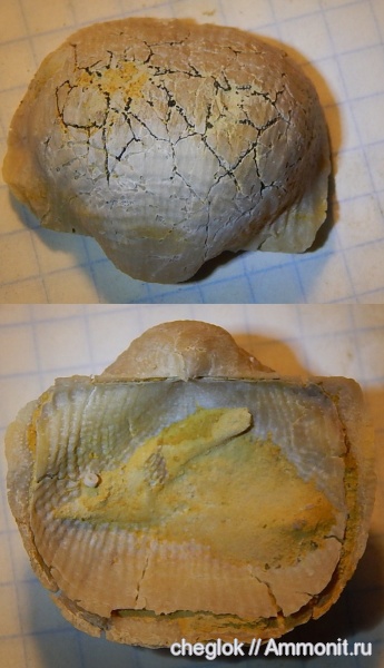 брахиоподы, карбон, Цемгигант, Productida