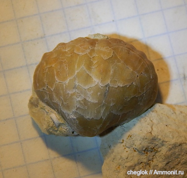 брахиоподы, карбон, Цемгигант, Enteletes, Orthida, Enteletes lamarckii