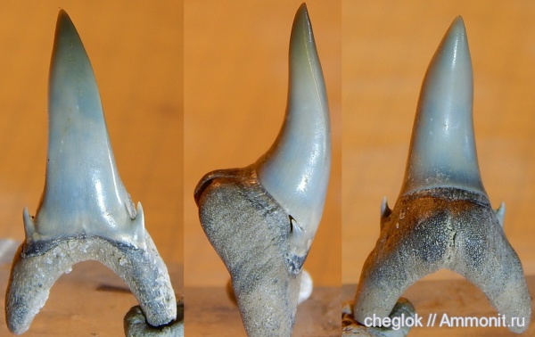 эоцен, Казахстан, зубы акул, Jaekelotodus robustus, Бетпак-Дала, shark teeth