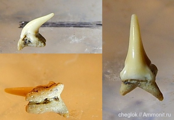 мел, зубы акул, Шацк, Johnlongia, Cretaceous, shark teeth