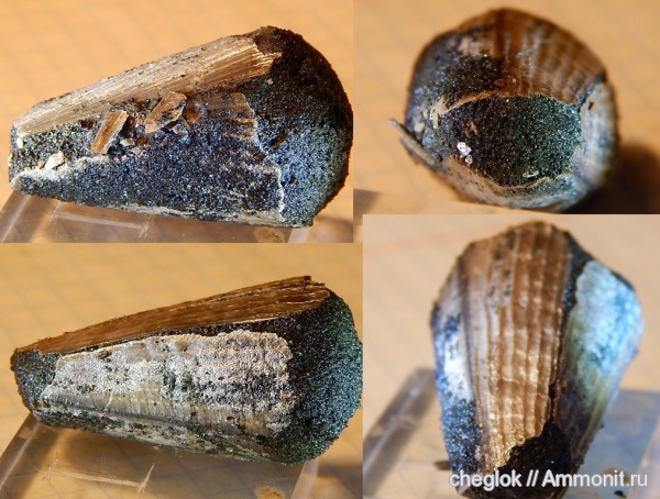 юра, двустворчатые моллюски, беспозвоночные, Pinna, Jurassic