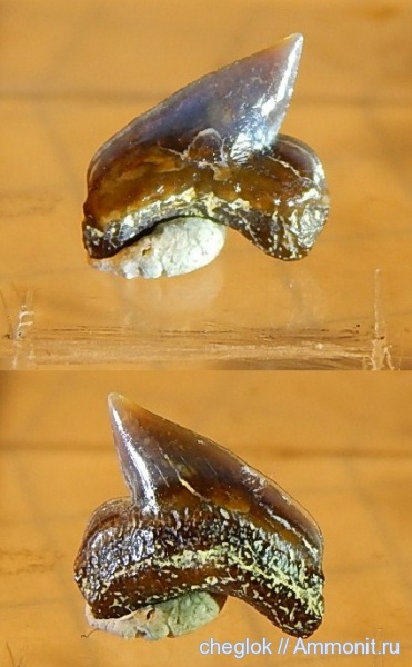 мел, зубы акул, Варавино, Cretaceous, shark teeth