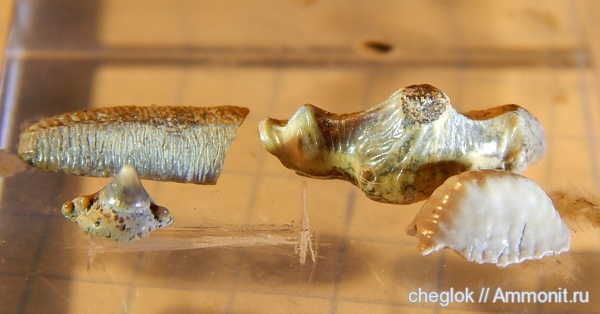 мел, зубы акул, Варавино, Cretaceous, shark teeth