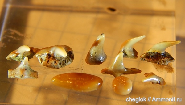 мел, зубы акул, Paraorthacodus, Synechodus, Pycnodontiformes, Шацк, Cretaceous, shark teeth