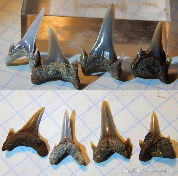 мел, Казахстан, зубы акул, сантон, Кублей, Santonian, Cretaceous, shark teeth