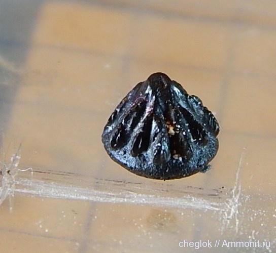 карбон, Пески, рыбы, Petrodus, fish