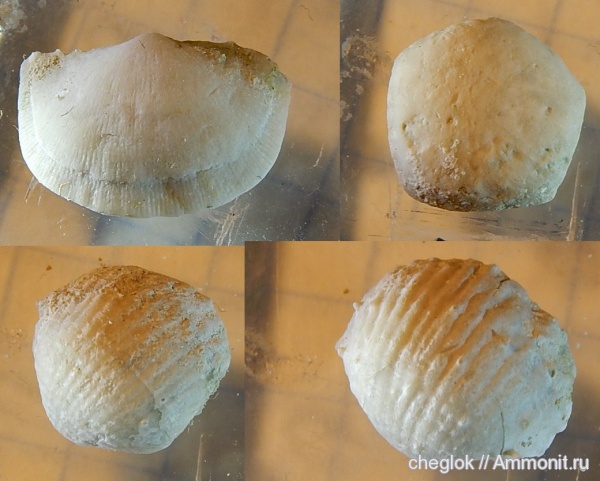 брахиоподы, морские лилии, иглокожие, карбон, Пески