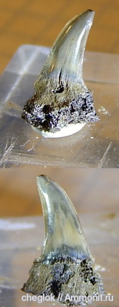 юра, Фили, Sphenodus, зубы акул, зубы рыб, Jurassic, fish teeth, shark teeth