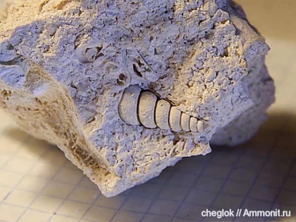 гастроподы, карбон, Пески